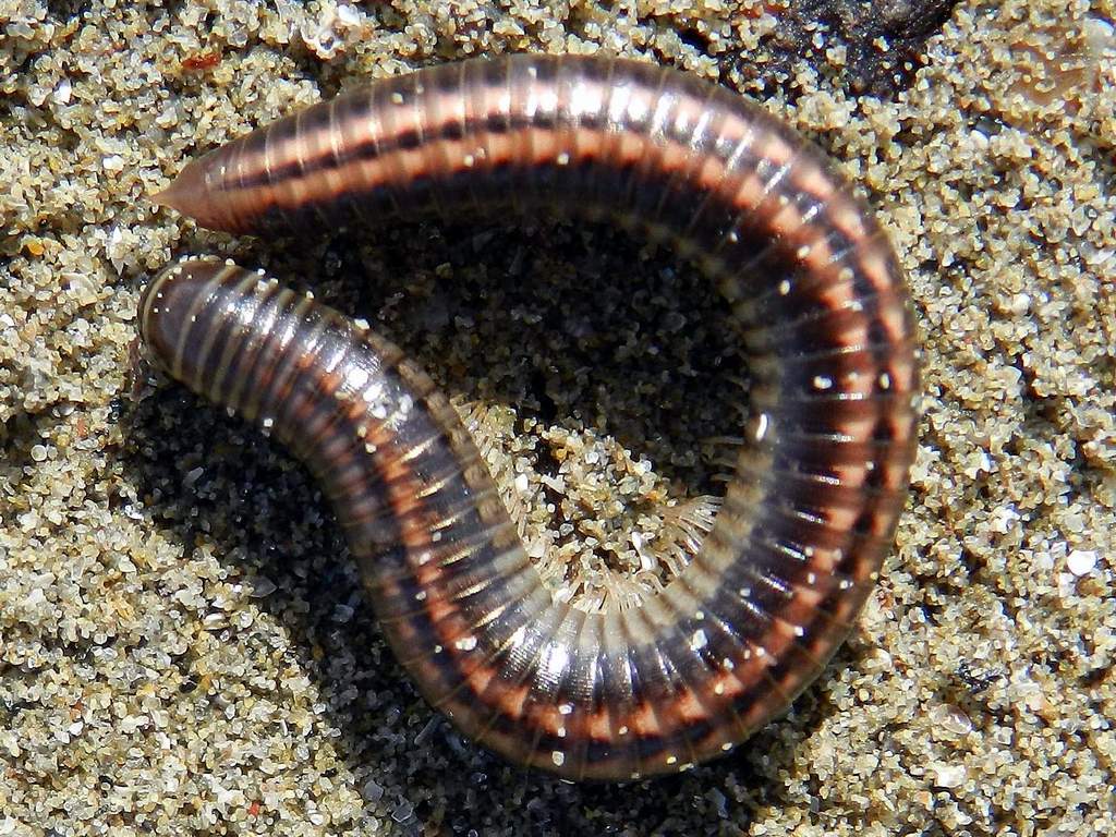 Julidae sp. da identificare